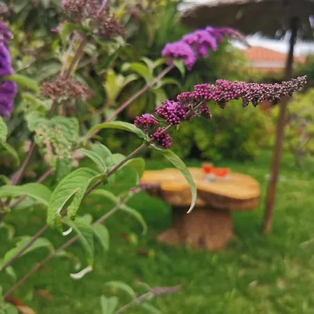 Aparthotel Maniatis Garden Achladies (Skiathos)